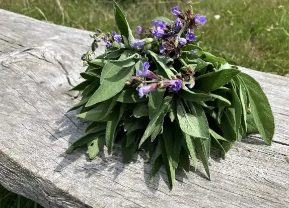 Byliny a příroda Podještědí