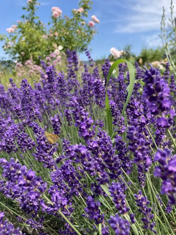 Pěstování bylin na farmě