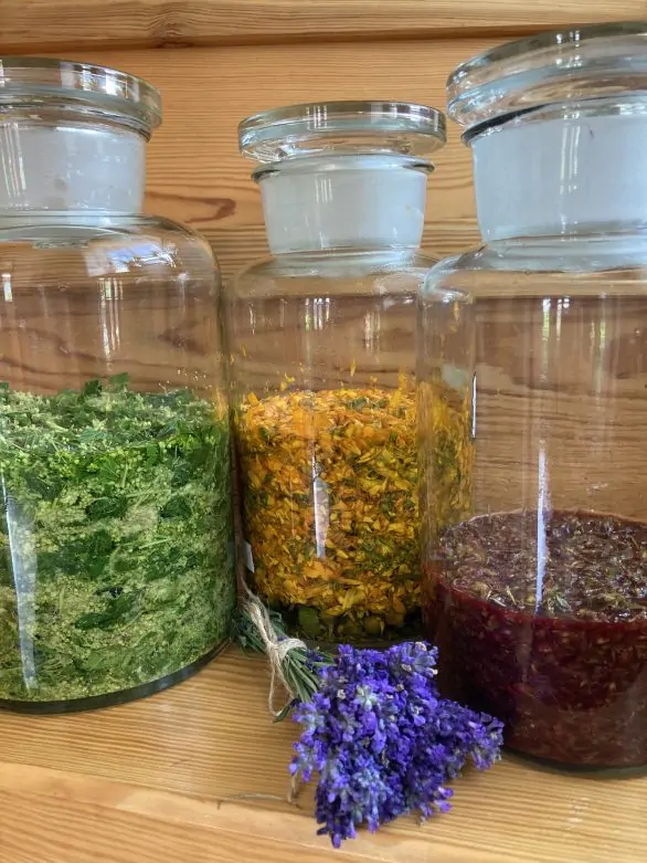 Sklizeň a zpracování bylin